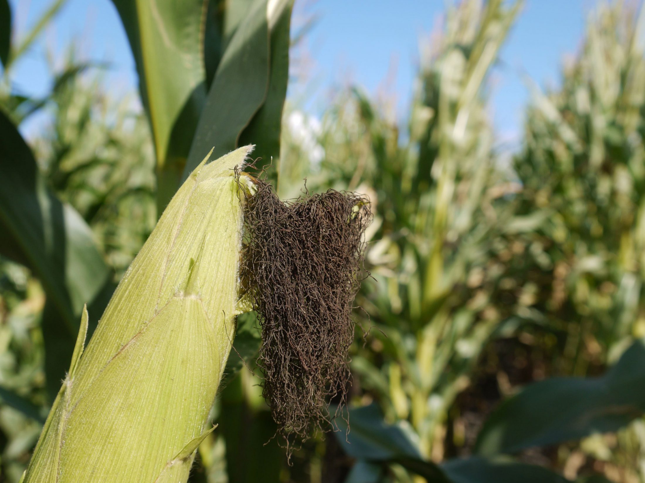 Corn